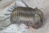 Four Trilobite Species In Association - Jorf, Morocco #138935-7